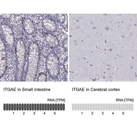Merck Anti-ITGAE antibody produced in rabbit