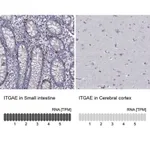 Merck Anti-ITGAE antibody produced in rabbit