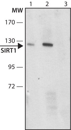 Merck Anti-SIRT1 antibody produced in rabbit