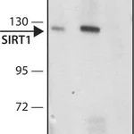 Merck Anti-SIRT1 antibody produced in rabbit