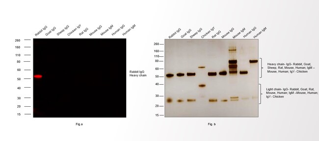Thermo Fisher Scientific Chicken anti-Rabbit IgG (H+L) Cross-Adsorbed Secondary Antibody, Alexa Fluor 594