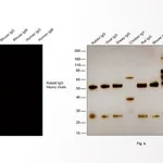 Thermo Fisher Scientific Chicken anti-Rabbit IgG (H+L) Cross-Adsorbed Secondary Antibody, Alexa Fluor 594