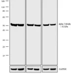 Thermo Fisher Scientific F(ab`)2-Donkey anti-Rat IgG (H+L) Highly Cross-Adsorbed Secondary Antibody, HRP