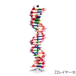 AS ONE DNA Model System Mini DNA®, DNA 모델시스템