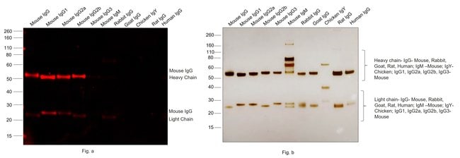 Thermo Fisher Scientific F(ab`)2-Goat anti-Mouse IgG (H+L) Cross-Adsorbed Secondary Antibody, Alexa Fluor Plus 647
