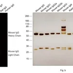 Thermo Fisher Scientific F(ab`)2-Goat anti-Mouse IgG (H+L) Cross-Adsorbed Secondary Antibody, Alexa Fluor Plus 647