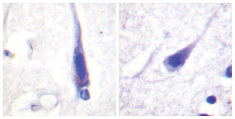 Merck Anti-Calmodulin antibody produced in rabbit