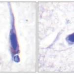 Merck Anti-Calmodulin antibody produced in rabbit