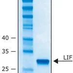 Merck LEUKEMIA INHIBITORY FACTOR HUMAN, LIF&