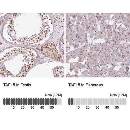Merck Anti-TAF15 antibody produced in rabbit