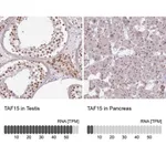 Merck Anti-TAF15 antibody produced in rabbit