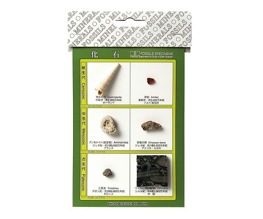 AS ONE Fossil Samples, 화석 표본