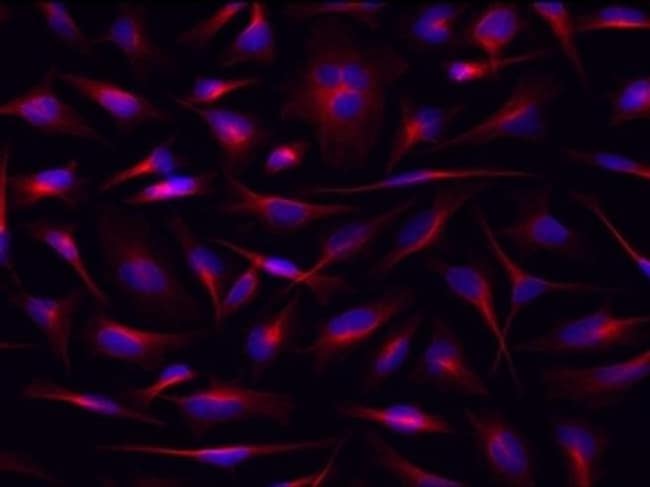 Thermo Fisher Scientific Rat anti-Mouse IgG1 Secondary Antibody, eFluor 660, eBioscience