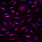 Thermo Fisher Scientific Rat anti-Mouse IgG1 Secondary Antibody, eFluor 660, eBioscience