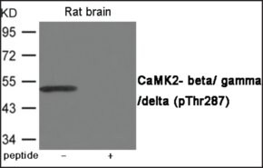 Merck ANTI-PHOSPHO-CAMK2-BETA/GAMMA/DELTA (PTH