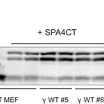 Merck RABBIT ANTI-AMYLOID PRECURSOR PROTEIN &