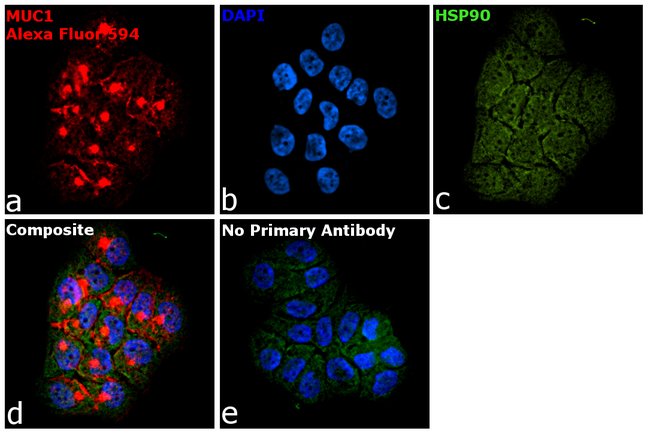 Thermo Fisher Scientific Goat anti-Armenian Hamster IgG (H+L) Highly Cross-Adsorbed Secondary Antibody, Alexa Fluor 594