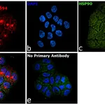 Thermo Fisher Scientific Goat anti-Armenian Hamster IgG (H+L) Highly Cross-Adsorbed Secondary Antibody, Alexa Fluor 594