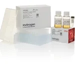 Thermo Fisher Scientific MultiShot StripWell TOP10 Chemically Competent E. coli, 1 x 96 tube rack (50 μl/tube)