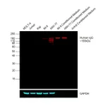 Thermo Fisher Scientific Goat anti-Human IgG Fc Cross-Adsorbed Secondary Antibody, DyLight 650