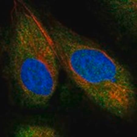 Merck Anti-NEDD9 antibody produced in rabbit