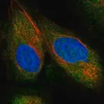 Merck Anti-NEDD9 antibody produced in rabbit