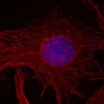 Thermo Fisher Scientific Rabbit anti-Mouse IgG (H+L) Superclonal Secondary Antibody, Alexa Fluor 647