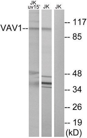 Merck Anti-VAV1 antibody produced in rabbit