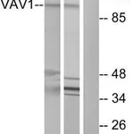 Merck Anti-VAV1 antibody produced in rabbit