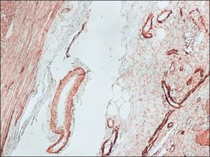Merck GOAT ANTI-MOUSE IGG (FC SPECIFIC) BIOTI&