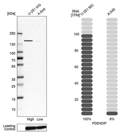 Merck Anti-PDE4DIP antibody produced in rabbit