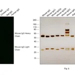 Thermo Fisher Scientific Goat anti-Mouse IgG (H+L) Cross-Adsorbed ReadyProbes Secondary Antibody, Alexa Fluor 488