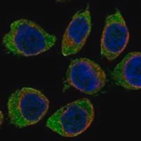 Merck Anti-CD300A antibody produced in rabbit
