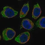 Merck Anti-CD300A antibody produced in rabbit