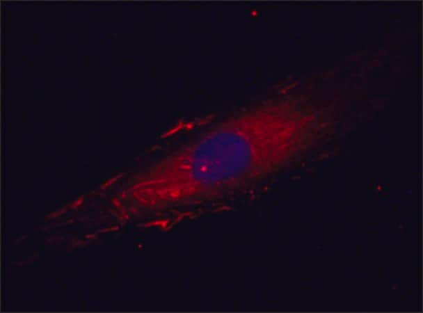 Merck Anti-Fibronectin antibody, Mouse monoclonal