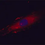 Merck Anti-Fibronectin antibody, Mouse monoclonal