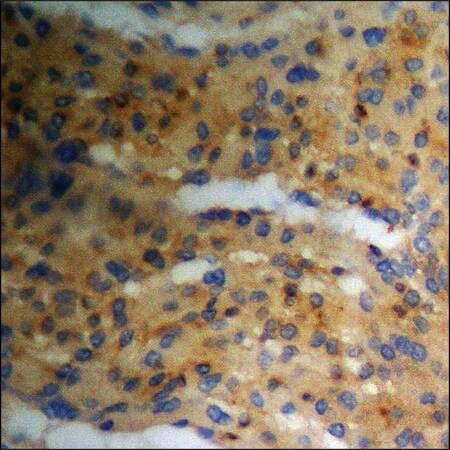 Merck Anti-phospho-PKA CAT (pThr197) antibody produced in rabbit