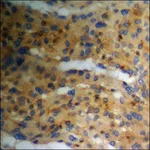 Merck Anti-phospho-PKA CAT (pThr197) antibody produced in rabbit
