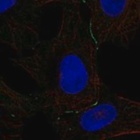 Merck Anti-DPPA5 antibody produced in rabbit