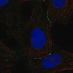 Merck Anti-DPPA5 antibody produced in rabbit