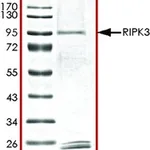 Merck RIPK3, ACTIVE, GST TAGGED, HUMAN