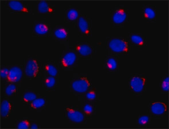 Merck Anti-Golph3 (N-terminal) antibody produced in rabbit