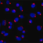 Merck Anti-Golph3 (N-terminal) antibody produced in rabbit