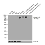 Thermo Fisher Scientific Mouse anti-Human IgG (CH2 domain) Secondary Antibody