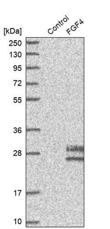 Merck Anti-FGF4 antibody produced in rabbit