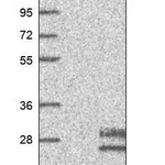 Merck Anti-FGF4 antibody produced in rabbit