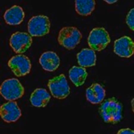 Merck Anti-SIGLEC6 antibody produced in rabbit