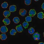 Merck Anti-SIGLEC6 antibody produced in rabbit