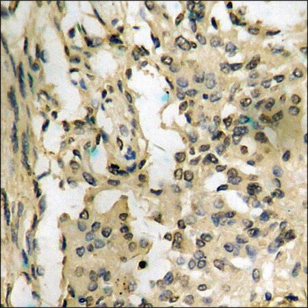 Merck Anti-phospho-p38 MAPK (pTyr182) antibody produced in rabbit