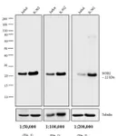 Thermo Fisher Scientific Bovine anti-Mouse IgG (H+L) Secondary Antibody, Biotin